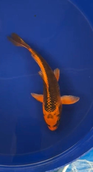 5”-6” Kujako (71626)