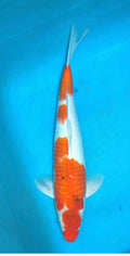 19”-20” Sanke