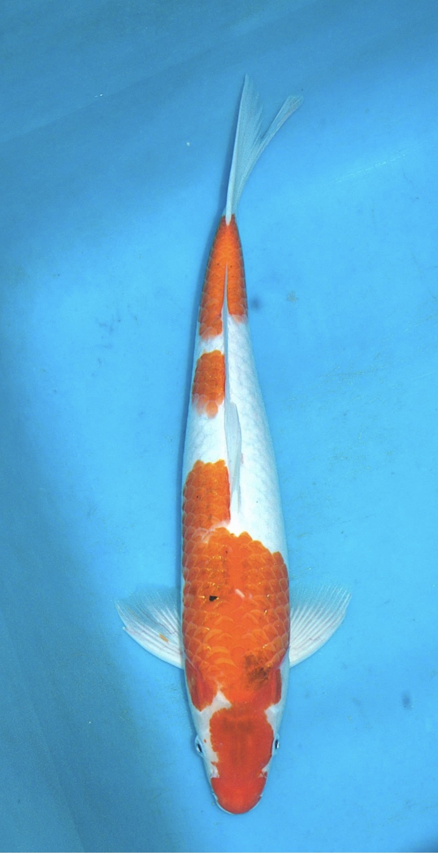 19”-20” Sanke