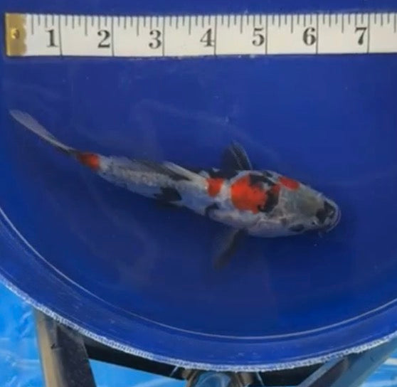6”-7” Doitsu Showa