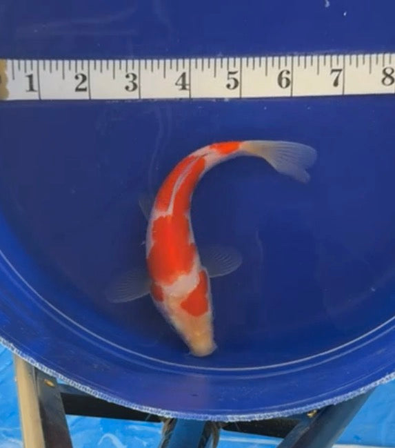 6”-7” Kohaku