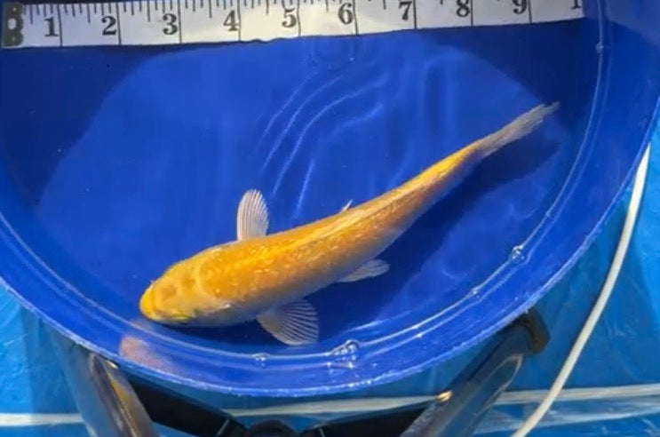 7”-8” Yellow matsuba
