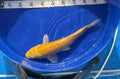 7”-8” Yellow matsuba