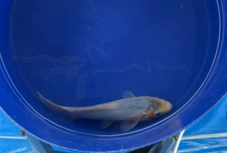 5”-6” Japanese Imported Koi Blue