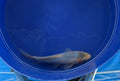 5”-6” Japanese Imported Koi Blue