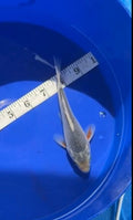 7”-8” Asagi
