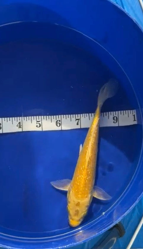 7”-8” Yellow matsuba