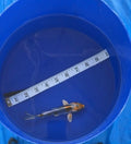 5”-6” Beni Keko (7526)