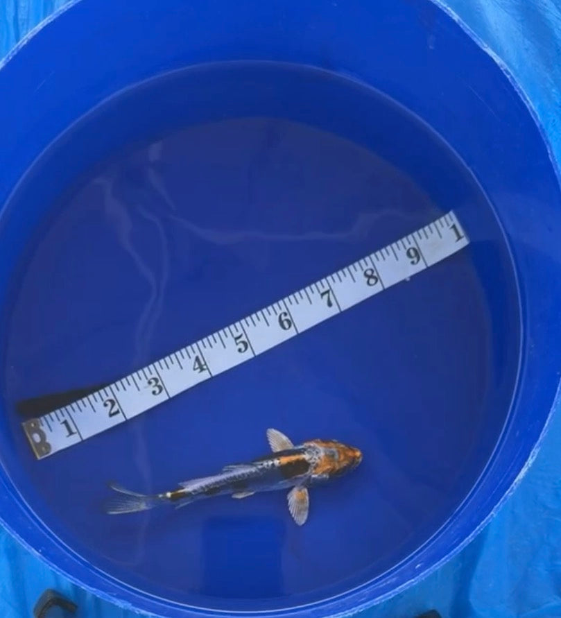 5”-6” Beni Keko (7526)