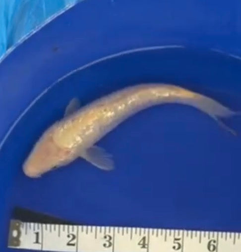 5”-6” Ginrin Karashigoi 71726