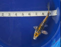 5”-6” Japanese Import