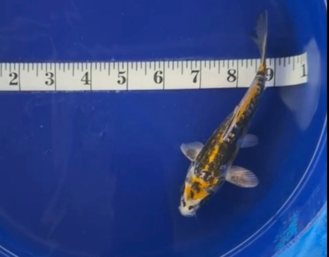 5”-6” Japanese Import