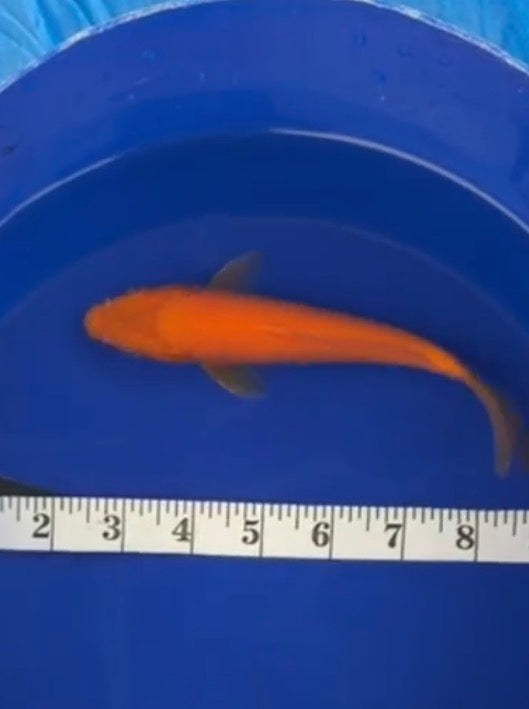 6”-7” BeniGoi 71726