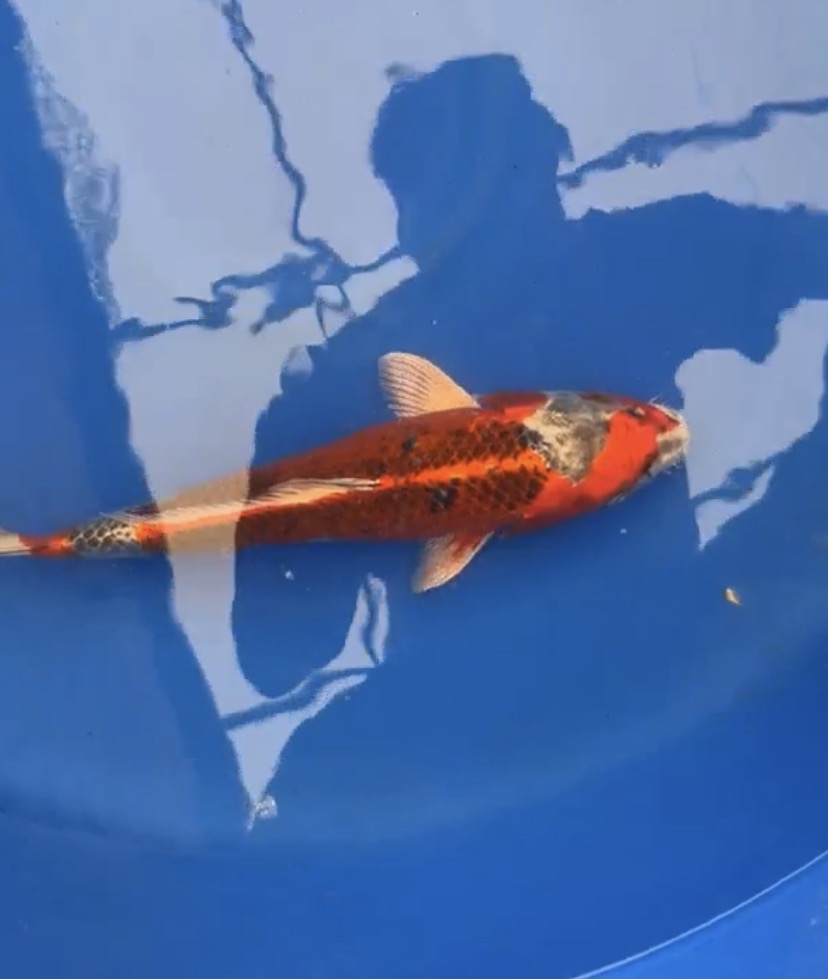 13” Kujako (71426)