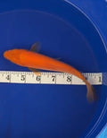 6”-7” BeniGoi 71726