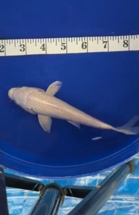 7”-8” Platinum Ogon 71726