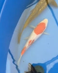 10”-12 Kohaku (7526)