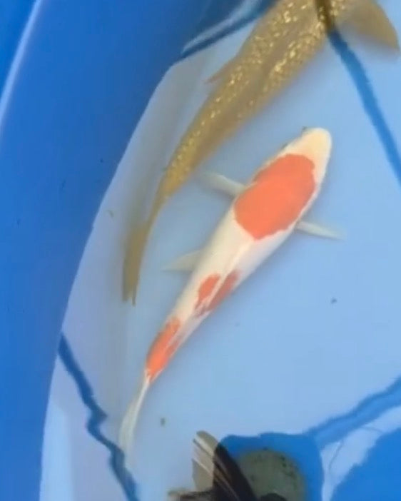 10”-12 Kohaku (7526)