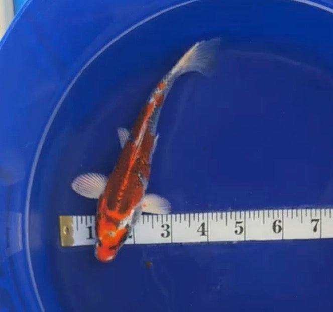 5”-7” Kujako