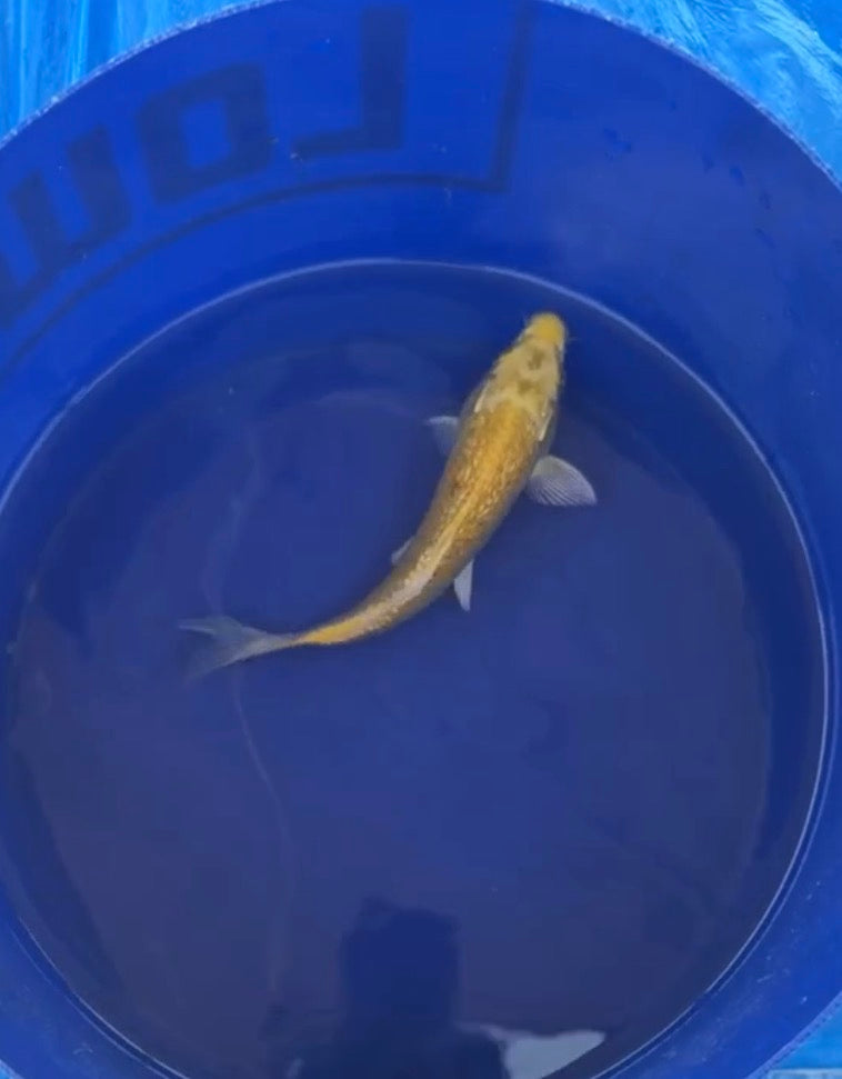 6”-8” Yellow Japanese Imported (7526)