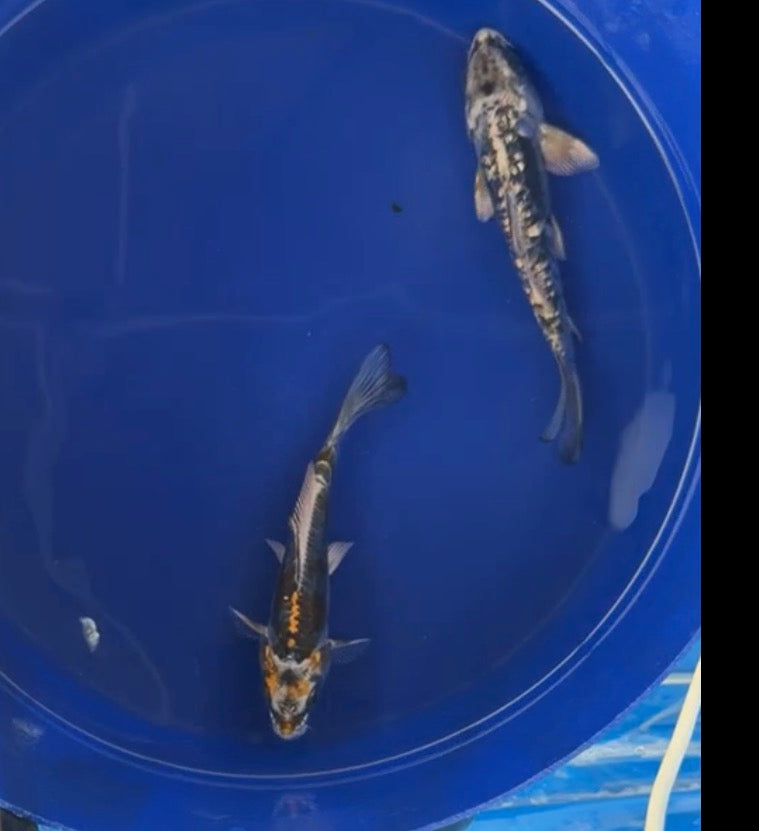5”-7” Japanese Imported