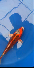 13” Kujako (71426)