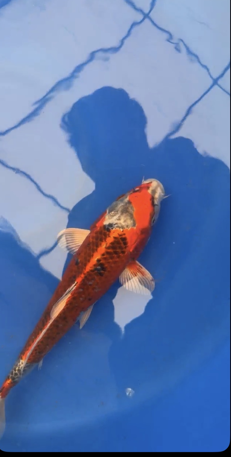 13” Kujako (71426)