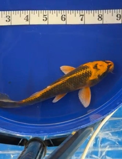 8”-8” Japanese Koi (71626)