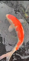 17”-18” Kohaku