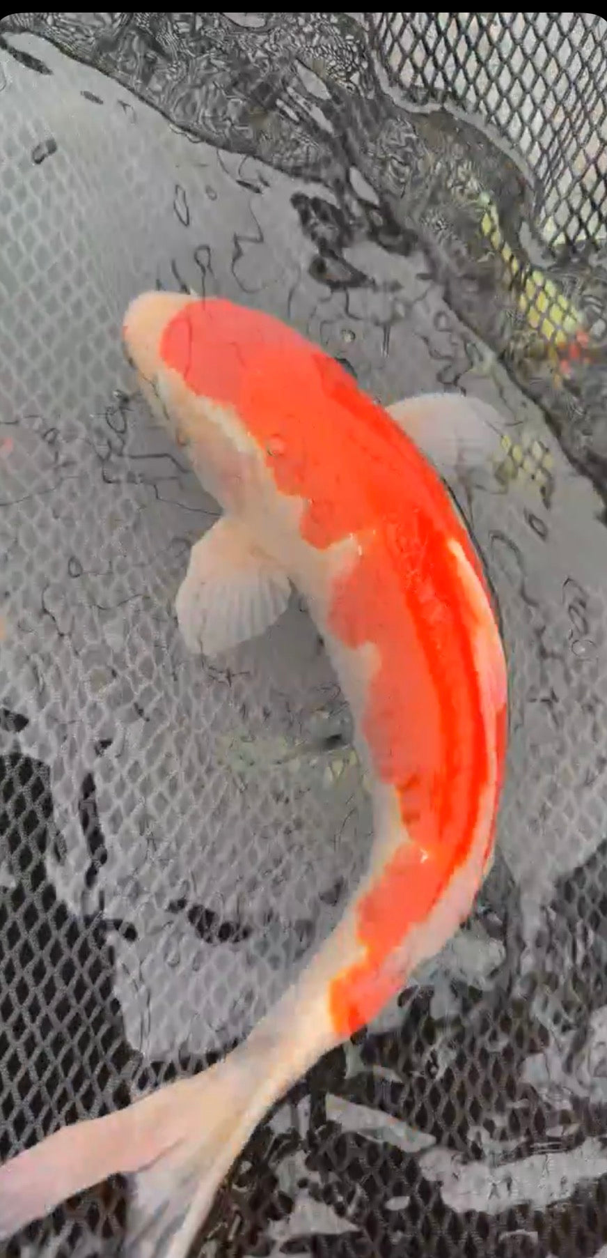 17”-18” Kohaku