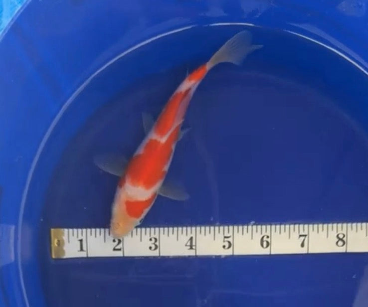 6”-7” Kohaku