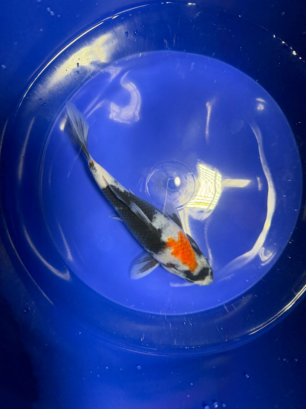 5”-7” Showa Koi