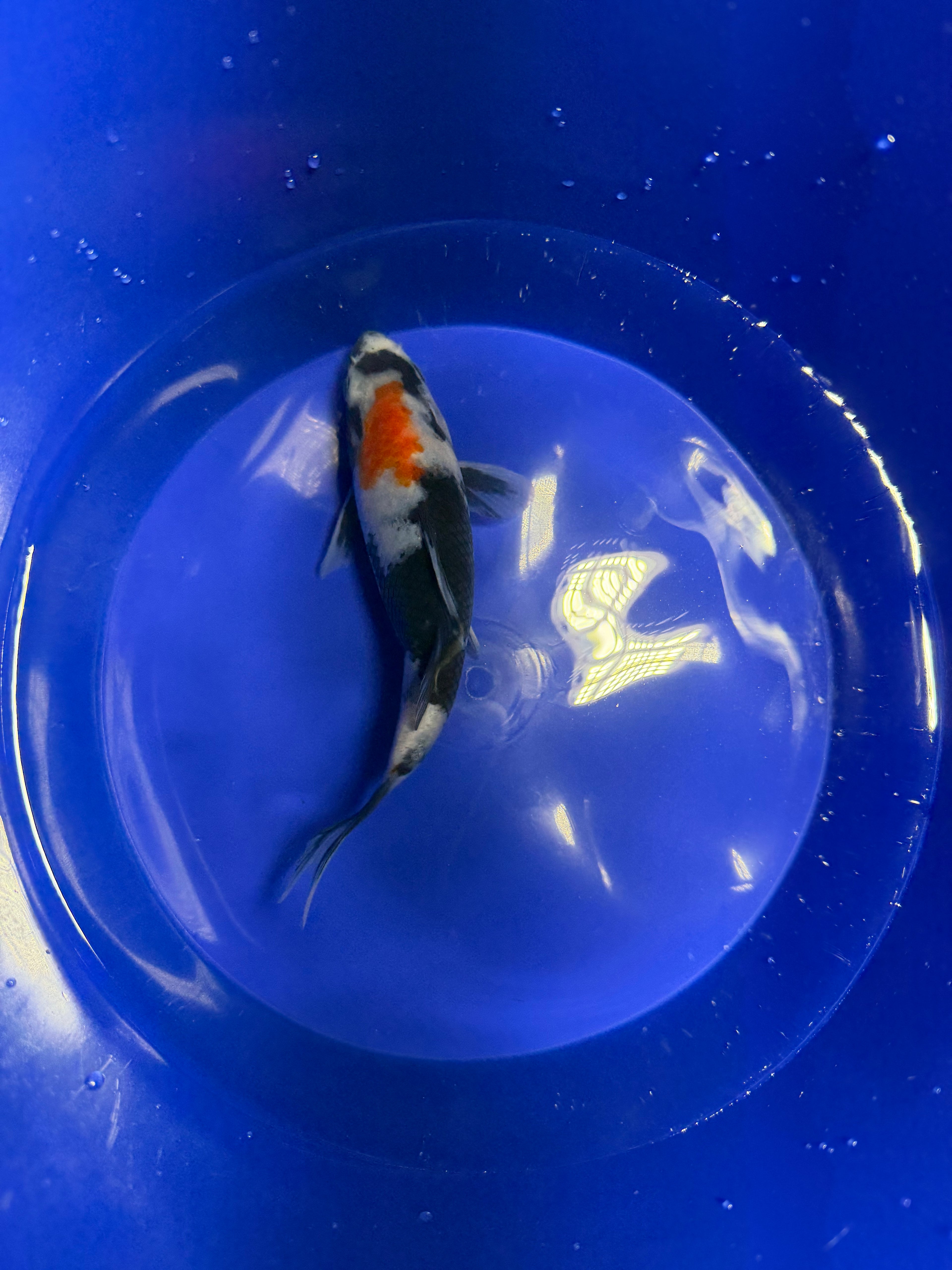 5”-7” Showa Koi