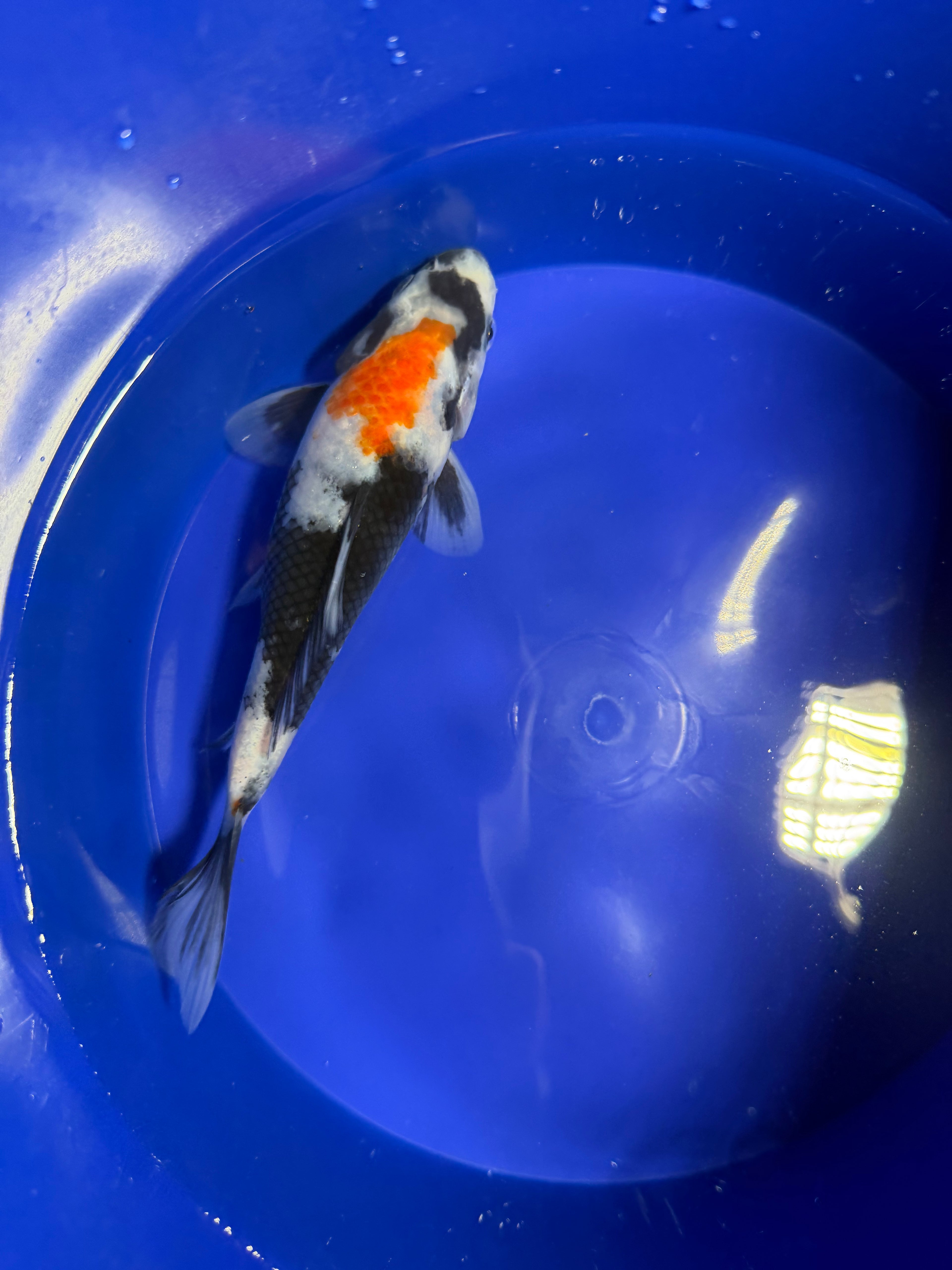 5”-7” Showa Koi
