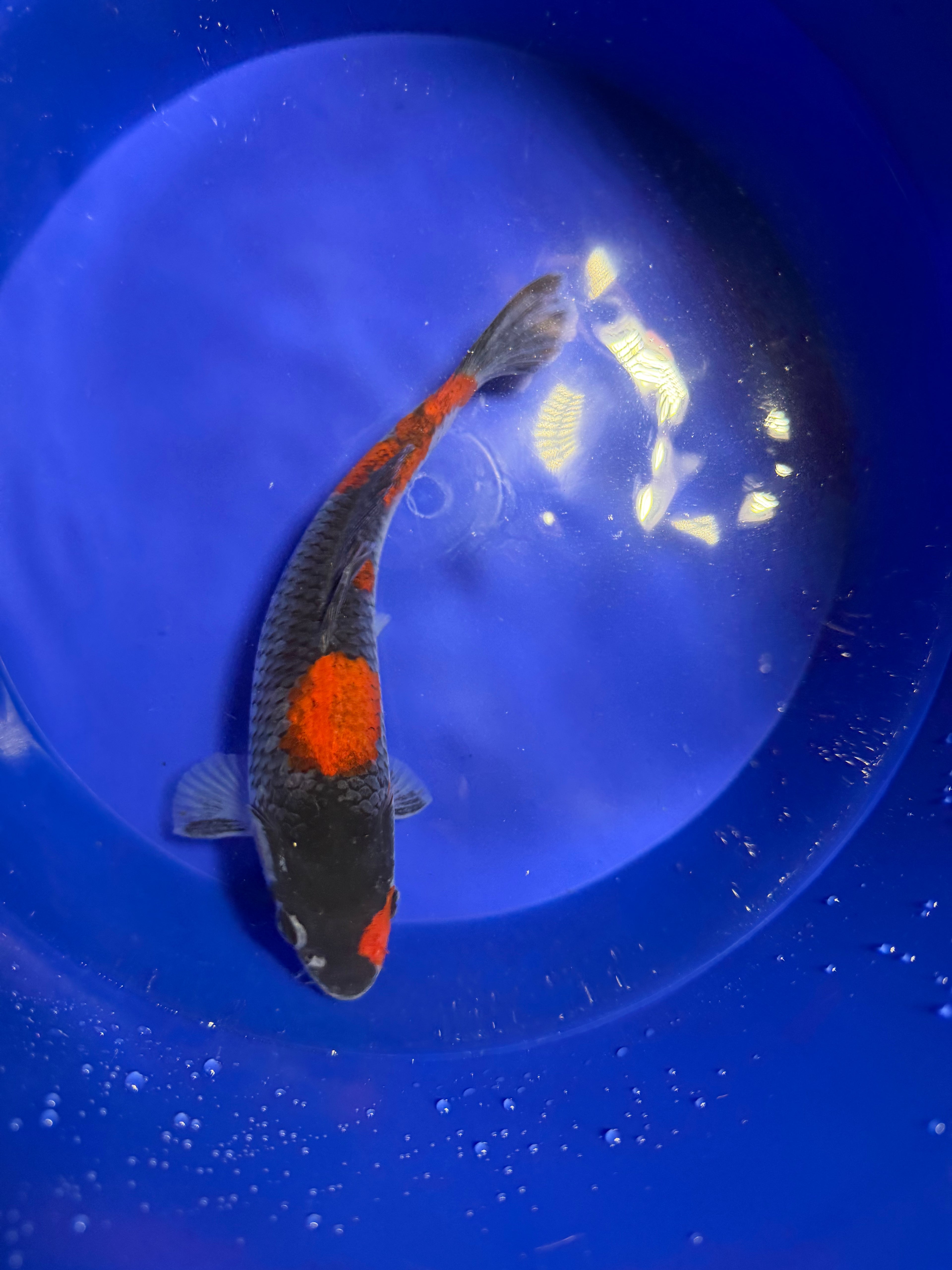 Goshiki Koi