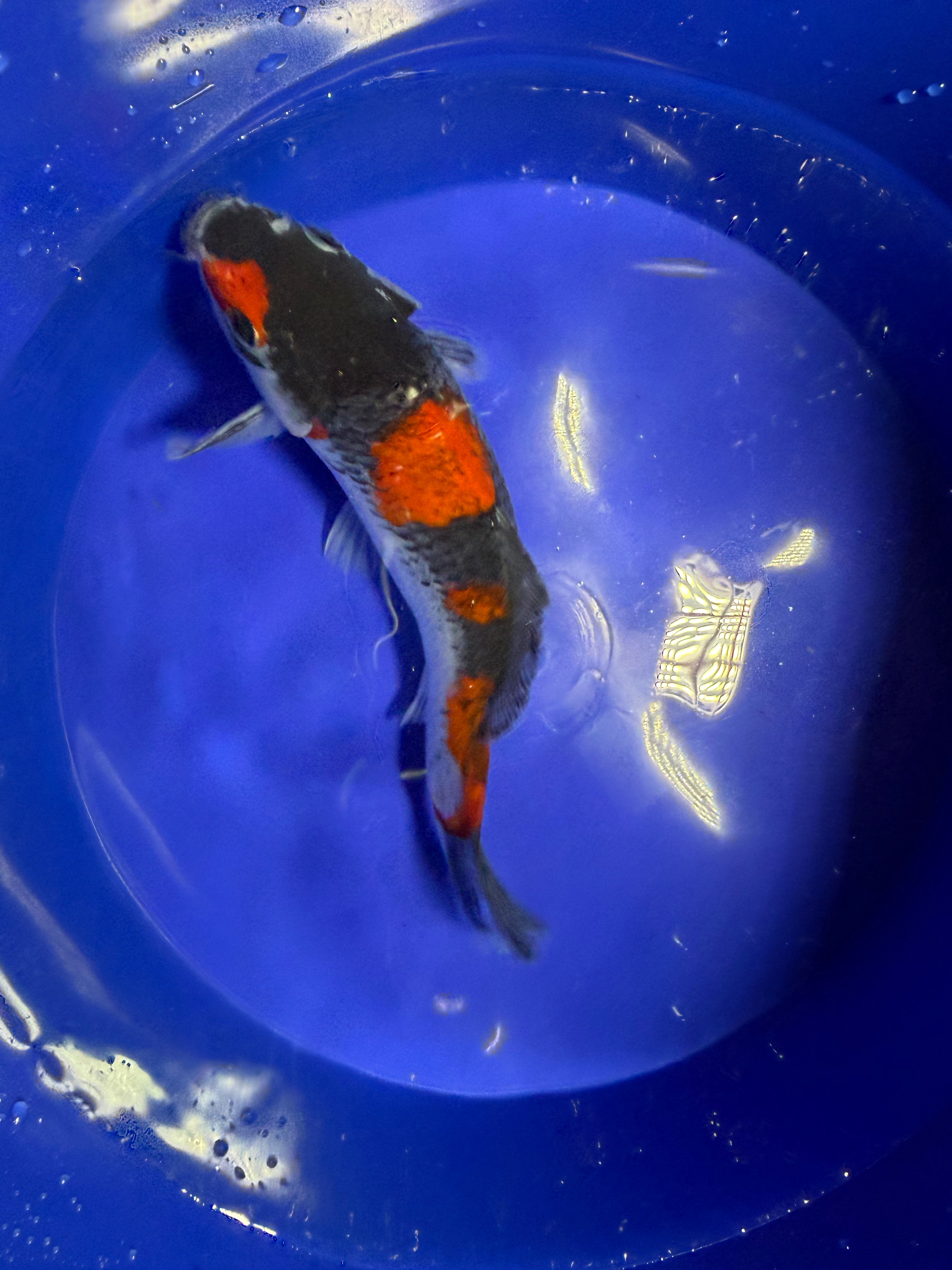 Goshiki Koi