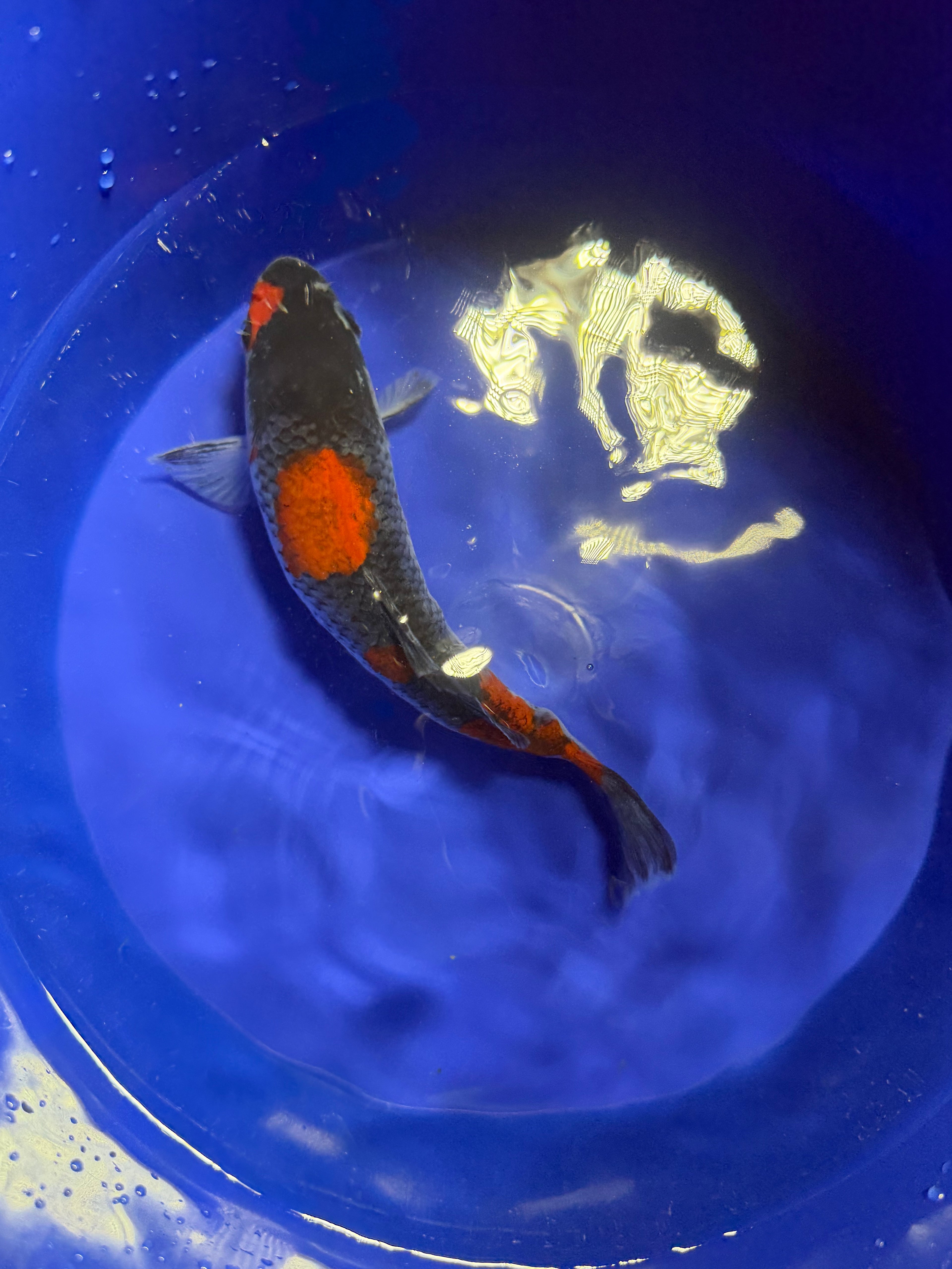 Goshiki Koi
