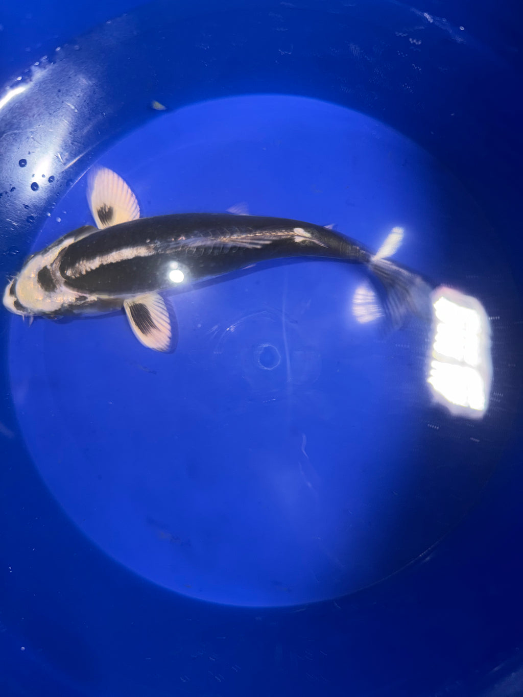 6”-7” Beni Kikokuryu