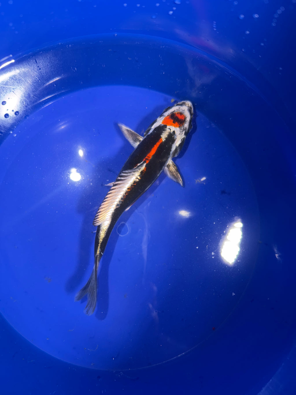 6”-7” Beni Kikokuryu