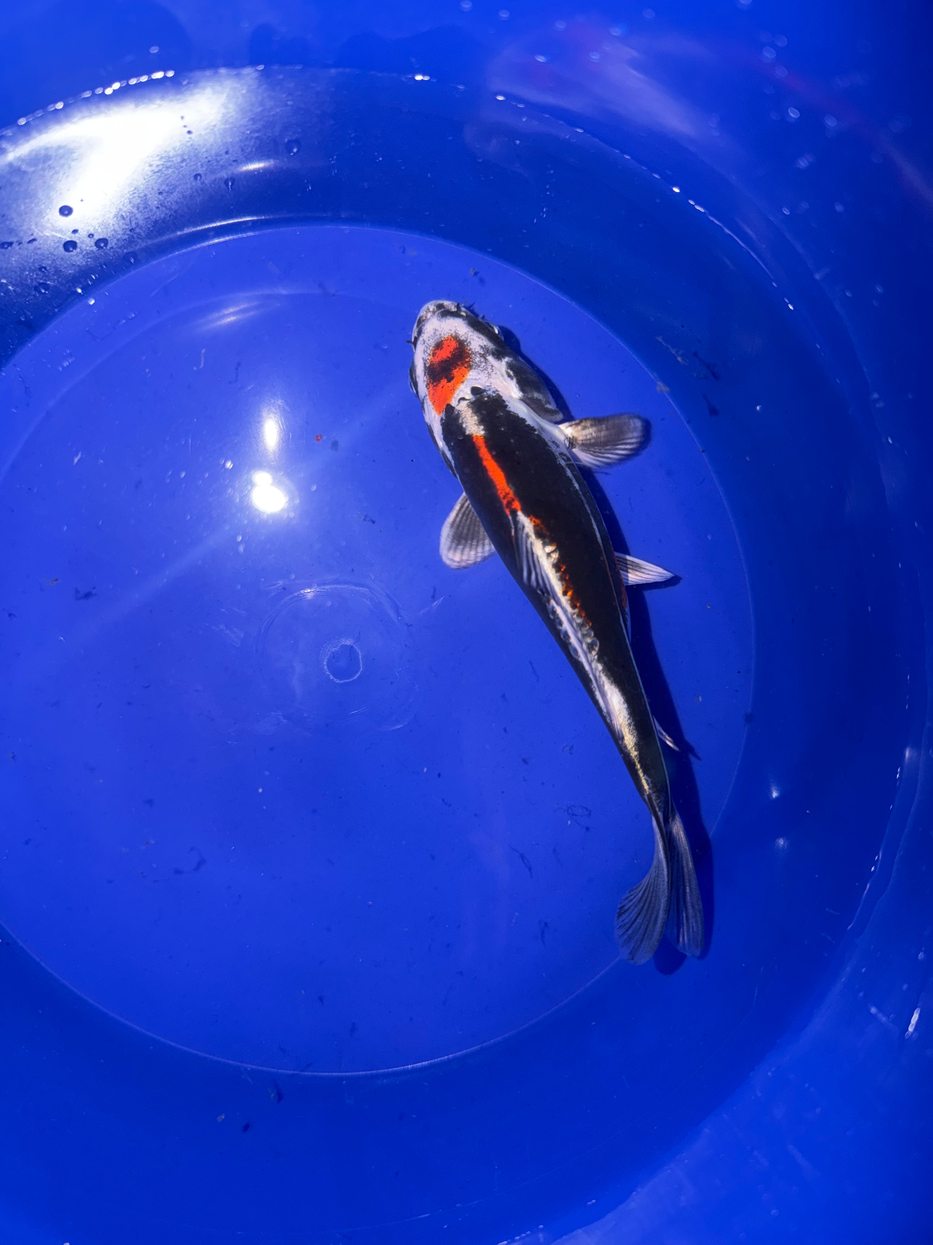6”-7” Beni Kikokuryu