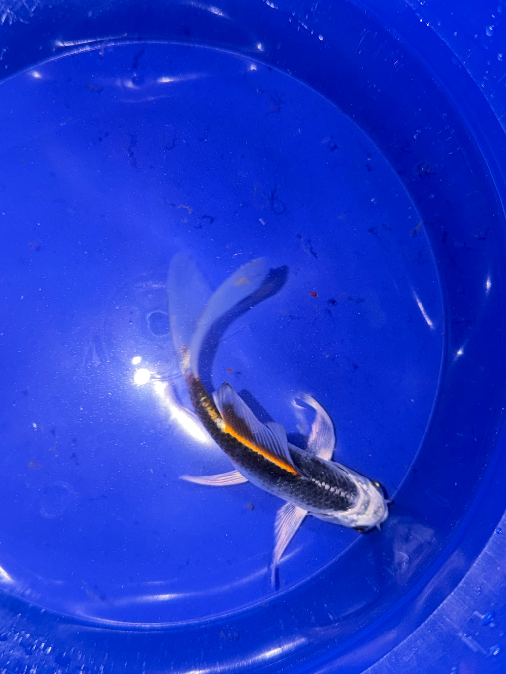 5”-6” Kikokuryu