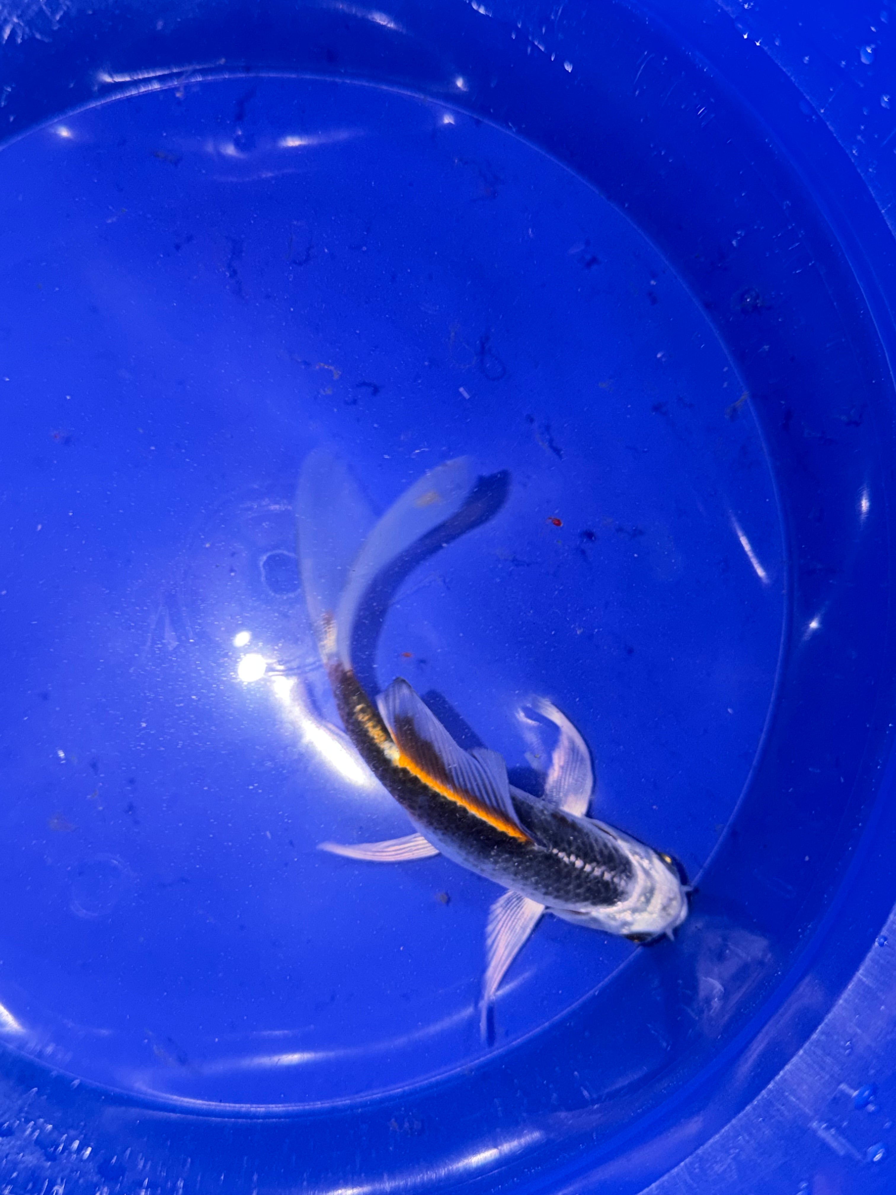 5”-6” Kikokuryu
