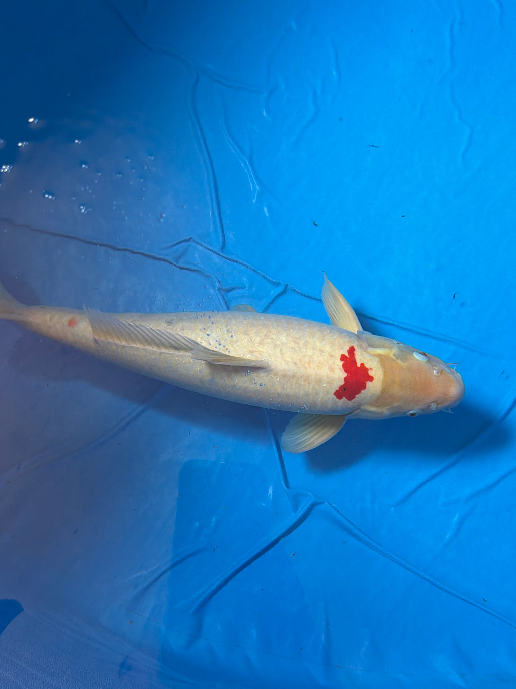 26” Tancho