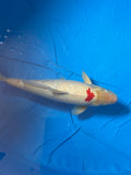 26” Tancho