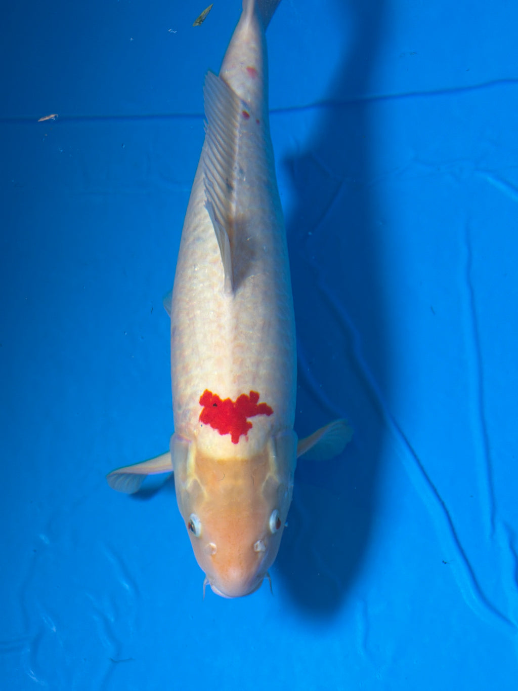 26” Tancho