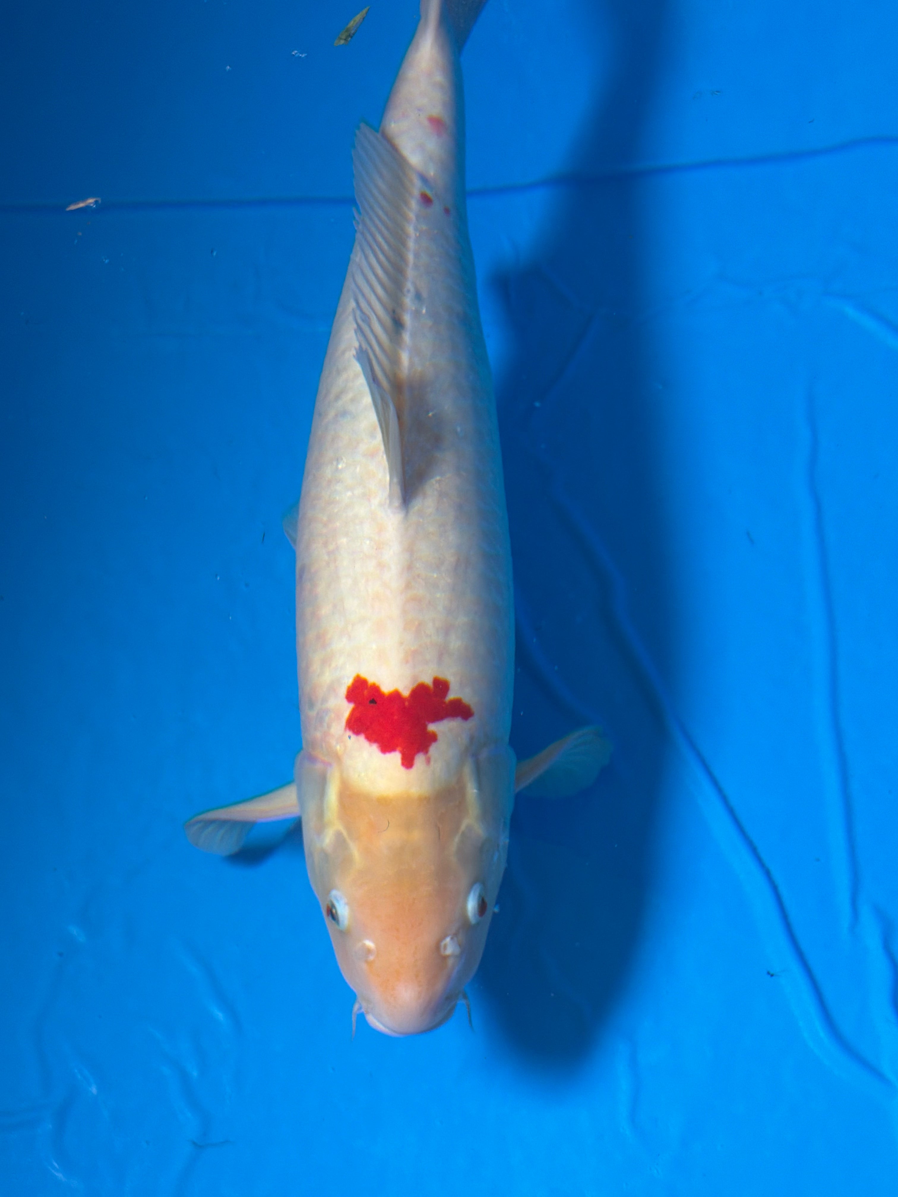 26” Tancho