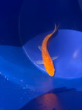 5”-6” Japanese Koi Gin Rin (71226)