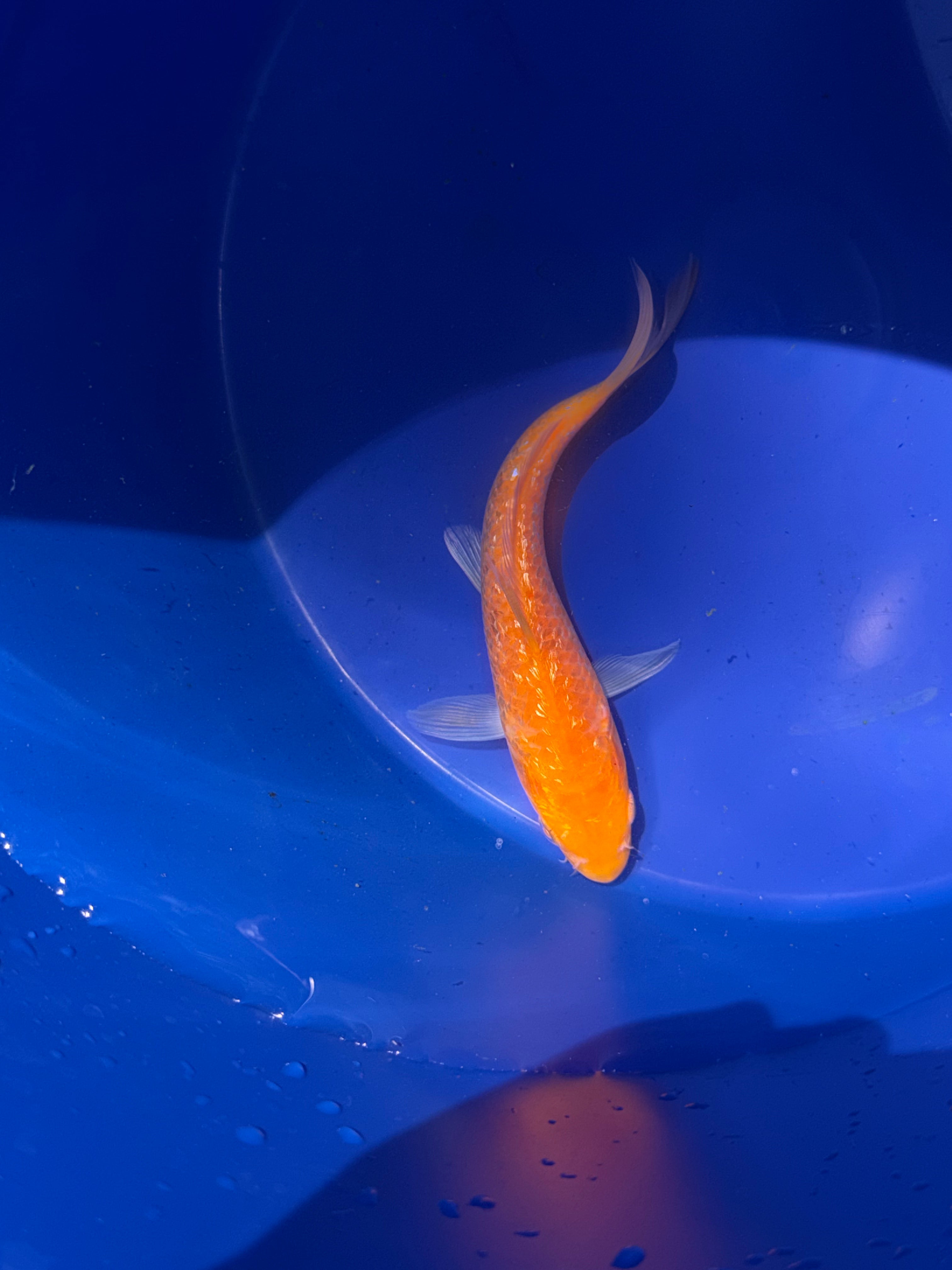 5”-6” Japanese Koi Gin Rin (71226)