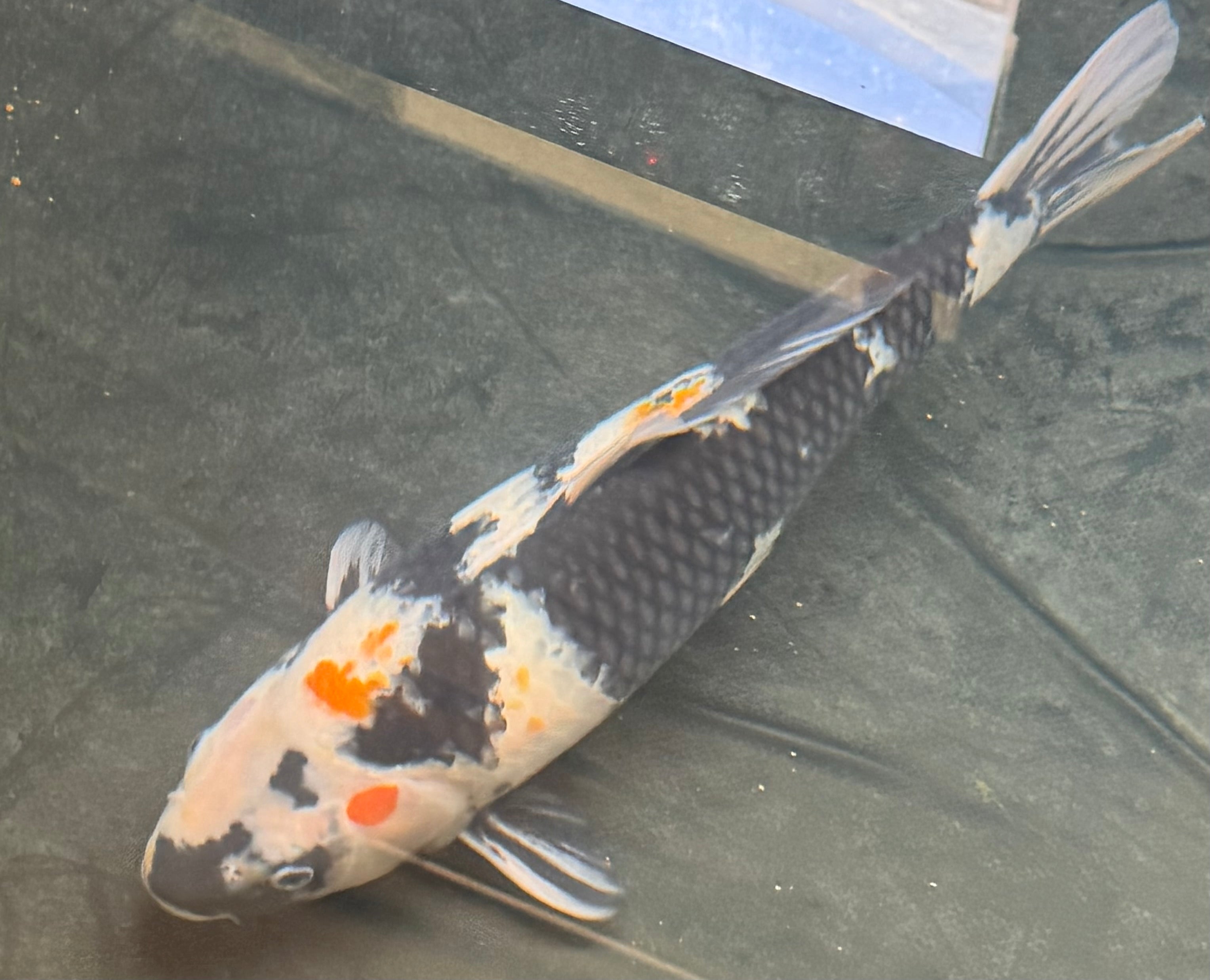 15”-16” Dainichi Showa Female