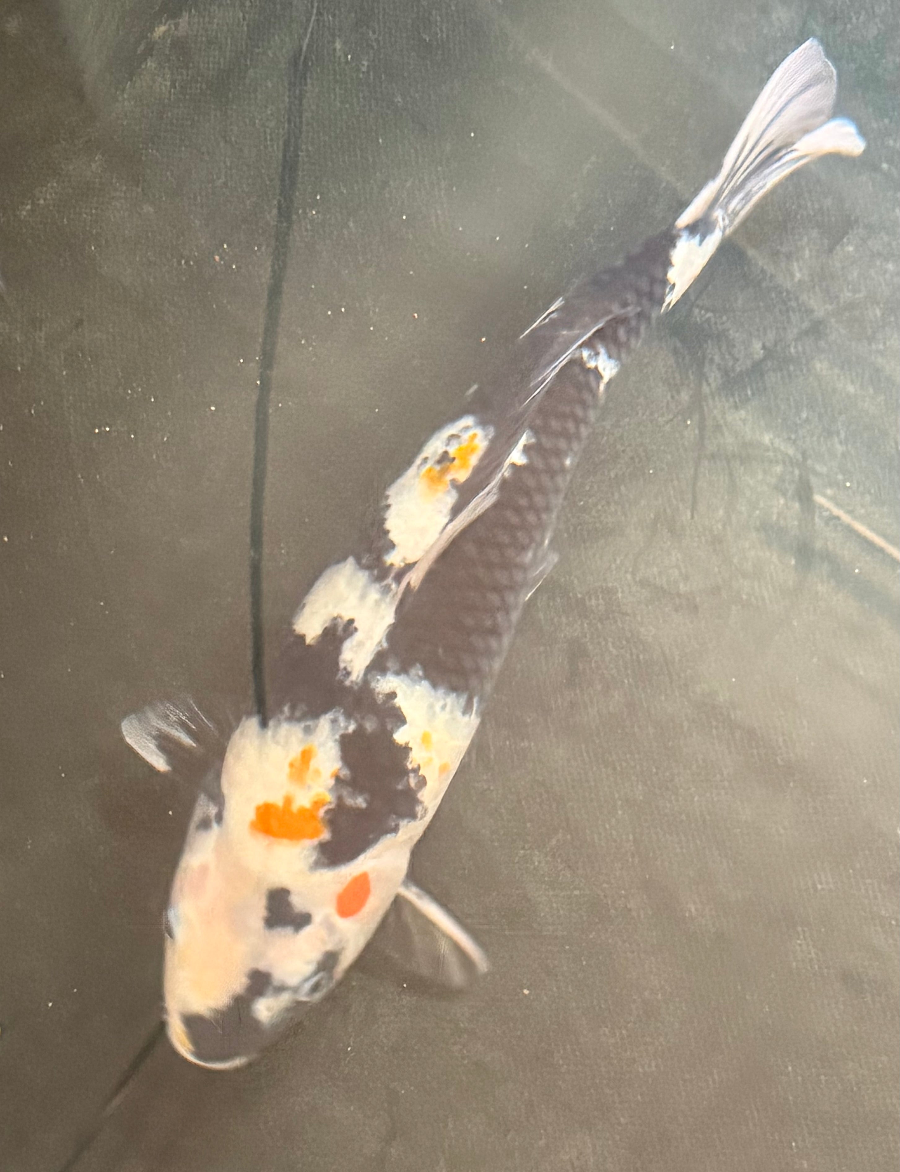 15”-16” Dainichi Showa Female